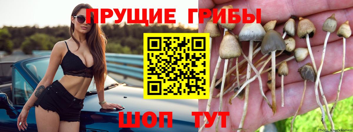 Псилоцибиновые грибы GOLDEN TEACHER  Вход с VPN  Нижнекамск 